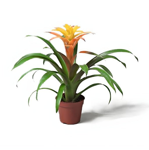 Pair of Guzmania Bromeliads - Greensouq - 