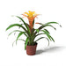 Pair of Guzmania Bromeliads - Greensouq - 