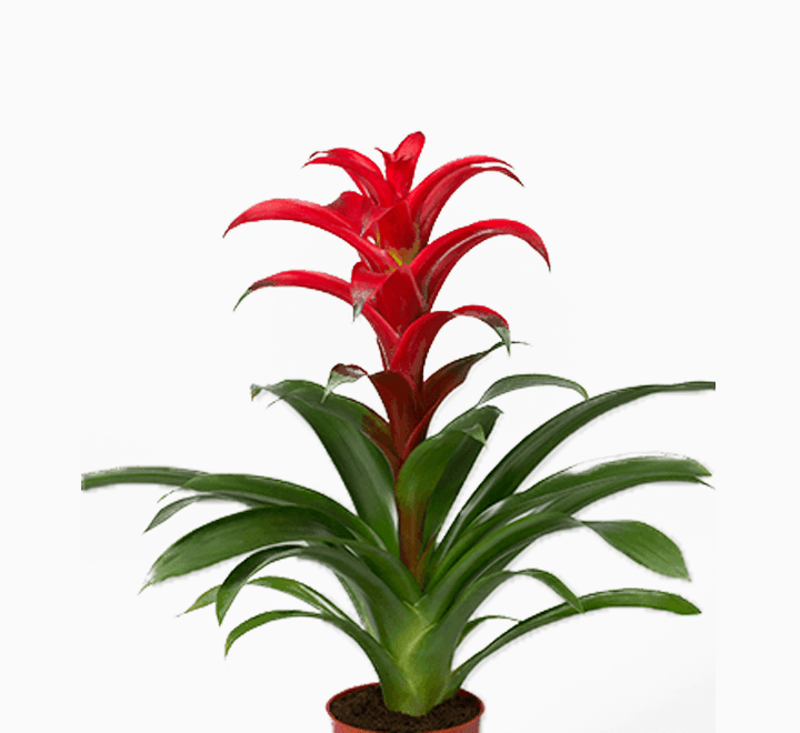 Pair of Guzmania Bromeliads - Greensouq - 
