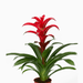 Pair of Guzmania Bromeliads - Greensouq - 
