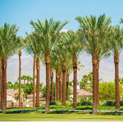 Palm Tree "Phoenix Dactylifera Or Date Palm" النخلة - Greensouq - 