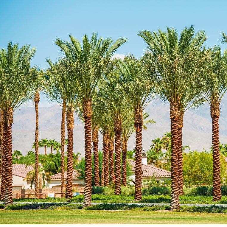 Palm Tree "Phoenix Dactylifera Or Date Palm" النخلة - Greensouq - 