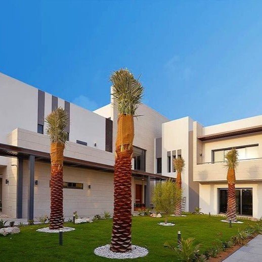 Palm Tree "Phoenix Dactylifera Or Date Palm" النخلة - Greensouq - 