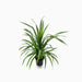 Pandanus Baptistii - Greensouq - 
