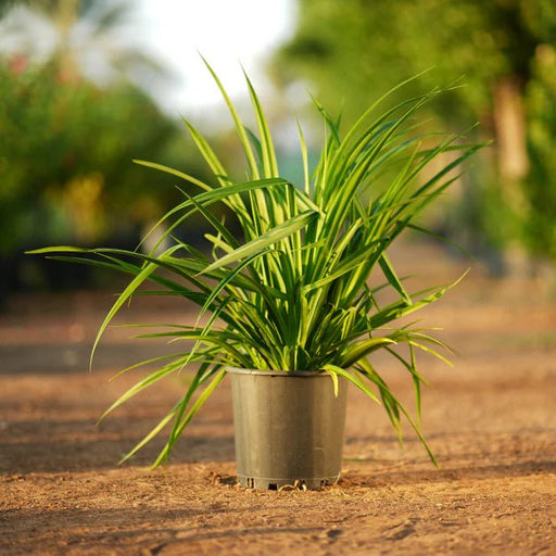 Pandanus Baptistii _ Green Pandanus | UAE's Stylish Plant Form! - Greensouq - 