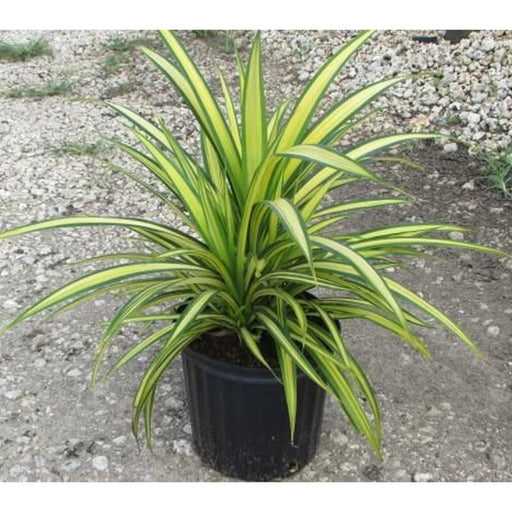 Pandanus Baptistii Variegata - Greensouq - 