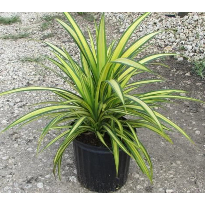 Pandanus Baptistii Variegata - Greensouq - 