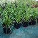 Pandanus Baptistii Variegata - Greensouq - 