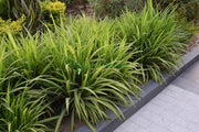 Pandanus Baptistii Variegata - Greensouq - 