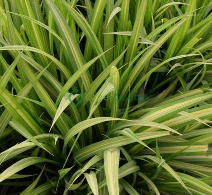 Pandanus Baptistii Variegata - Greensouq - 