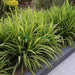 Pandanus Baptistii Variegata - Greensouq - 