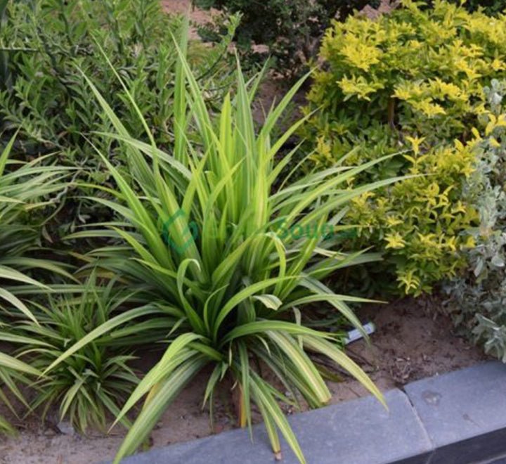 Pandanus Baptistii Variegata - Greensouq - 