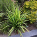 Pandanus Baptistii Variegata - Greensouq - 
