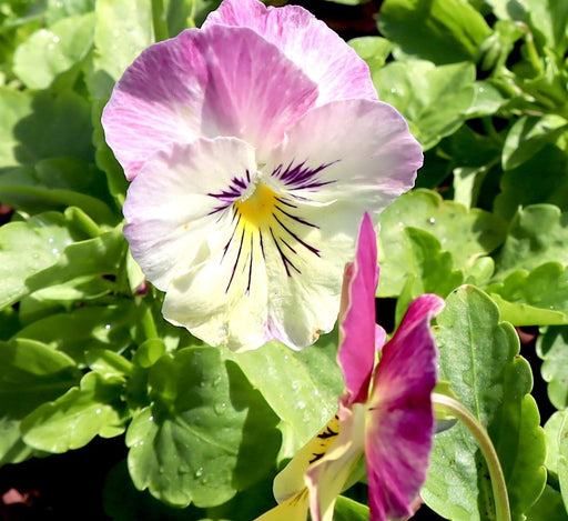 Pansy Mix flowers "9cm pot" - Greensouq - 