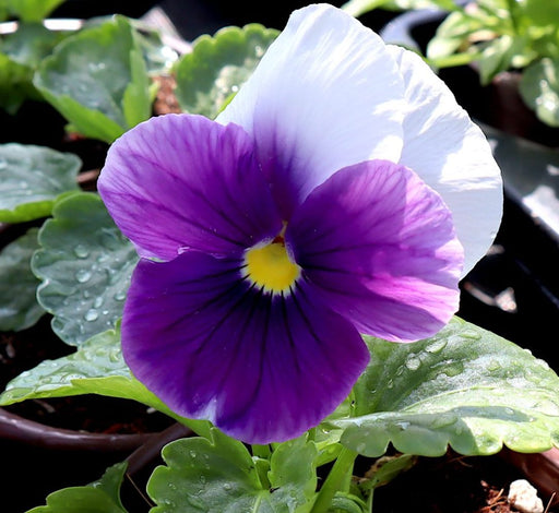 Pansy Mix flowers "9cm pot" - Greensouq - 