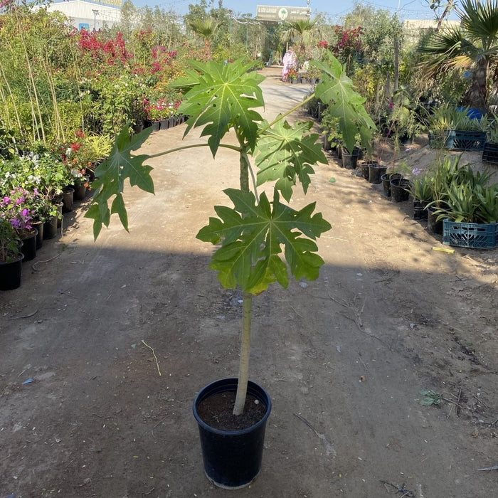Papaya dwarf Thai 1.5 - 1.8m شجرة البابايا - Greensouq - 