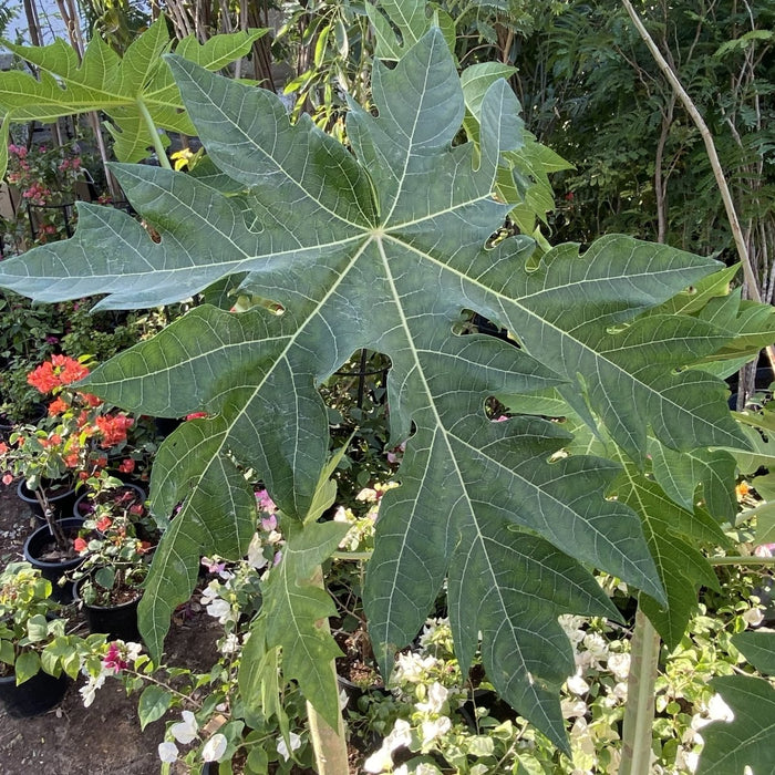 Papaya dwarf Thai 1.5 - 1.8m شجرة البابايا - Greensouq - 