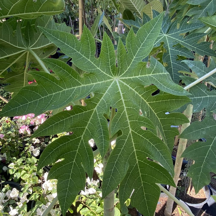 Papaya dwarf Thai 1.5 - 1.8m شجرة البابايا - Greensouq - 