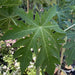 Papaya dwarf Thai 1.5 - 1.8m شجرة البابايا - Greensouq - 