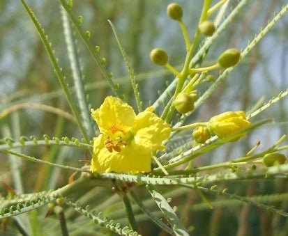 Parkinsonia Aculeata, Jerusalem Thorn Tree - Greensouq - 