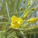Parkinsonia Aculeata, Jerusalem Thorn Tree - Greensouq - 