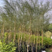 Parkinsonia Aculeata, Jerusalem Thorn Tree - Greensouq - 