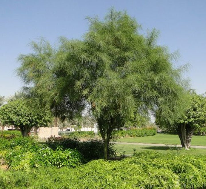 Parkinsonia Aculeata, Jerusalem Thorn Tree - Greensouq - 