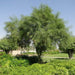 Parkinsonia Aculeata, Jerusalem Thorn Tree - Greensouq - 