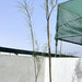 Parkinsonia Aculeata, Jerusalem Thorn Tree - Greensouq - 