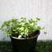 Parsley Agrimax Seeds - Greensouq - 