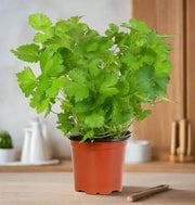 Parsley Plant "Organic" - Greensouq - 