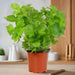 Parsley Plant "Organic" - Greensouq - 