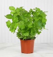 Parsley Plant "Organic" - Greensouq - 