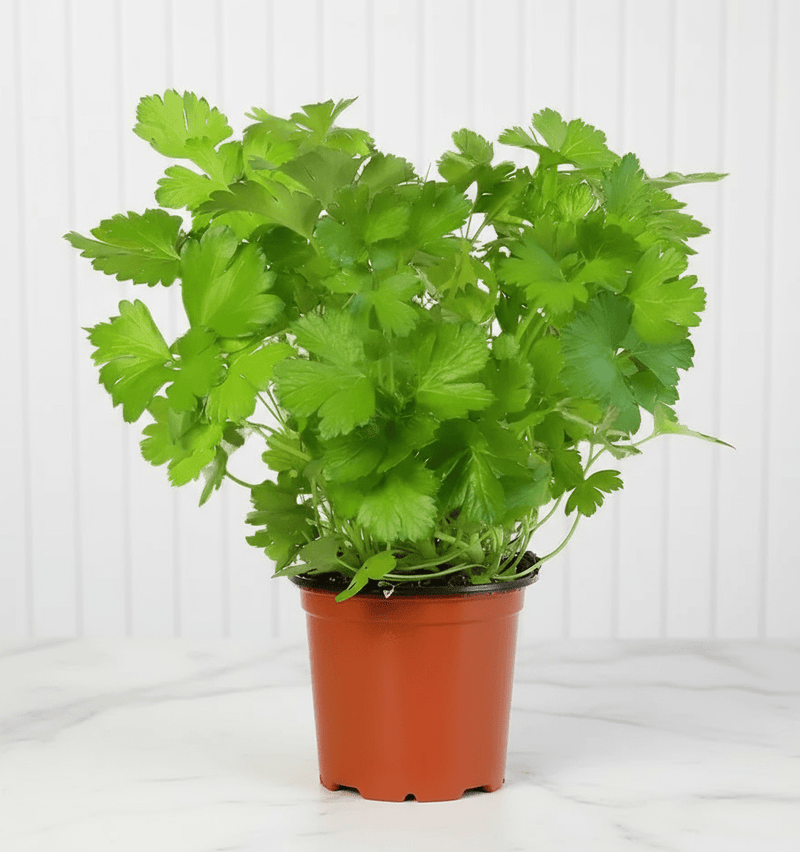 Parsley Plant "Organic" - Greensouq - 
