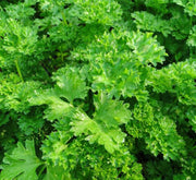 Parsley Plant "Organic" - Greensouq - 