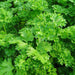 Parsley Plant "Organic" - Greensouq - 