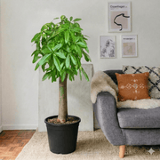 Patchira Thick Trunk (Money Tree) 1.2 - 1.5m - Greensouq - 