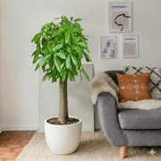 Patchira Thick Trunk (Money Tree) 1.2 - 1.5m - Greensouq - 