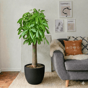 Patchira Thick Trunk (Money Tree) 1.2 - 1.5m - Greensouq - 