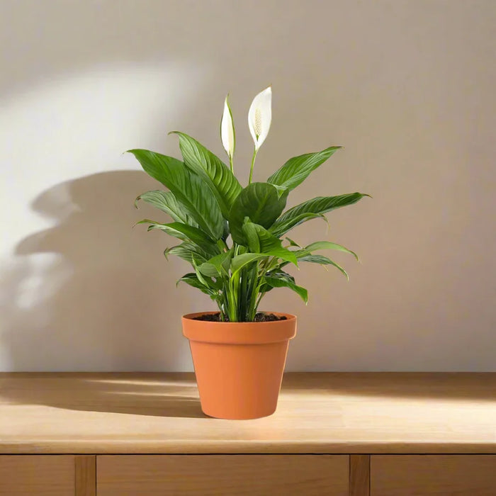Peace Lily or Spathiphyllum or "زنبق السلام"