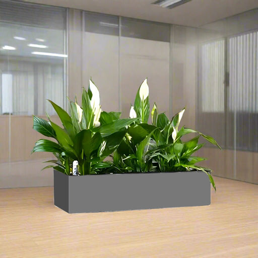 Peace Lily Indoor Trio in Fiber Glass Planter (GRP) (90x30x30cm) - Greensouq - 
