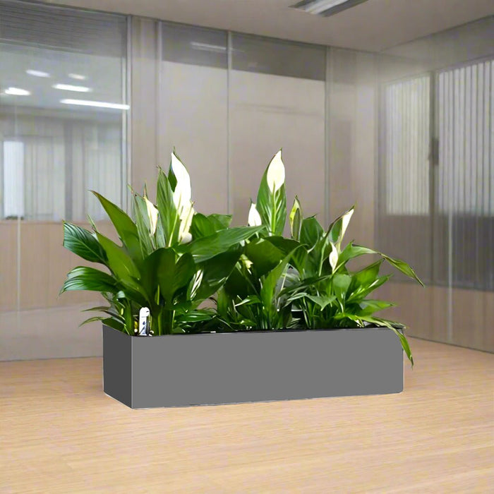 Peace Lily Indoor Trio in Fiber Glass Planter (GRP) (90x30x30cm) - Greensouq - 