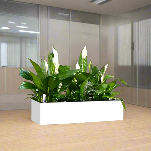 Peace Lily Indoor Trio in Fiber Glass Planter (GRP) (90x30x30cm) - Greensouq - 