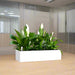 Peace Lily Indoor Trio in Fiber Glass Planter (GRP) (90x30x30cm) - Greensouq - 
