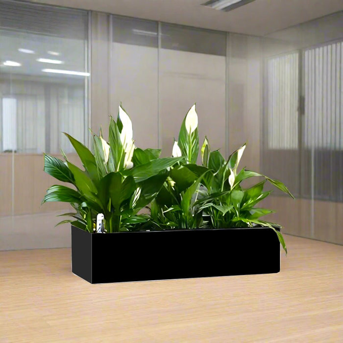 Peace Lily Indoor Trio in Fiber Glass Planter (GRP) (90x30x30cm) - Greensouq - 