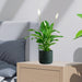 Peace Lily or Spathiphyllum or "زنبق السلام" - Greensouq - 