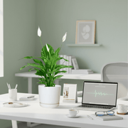 Peace Lily or Spathiphyllum or "زنبق السلام" - Greensouq - 