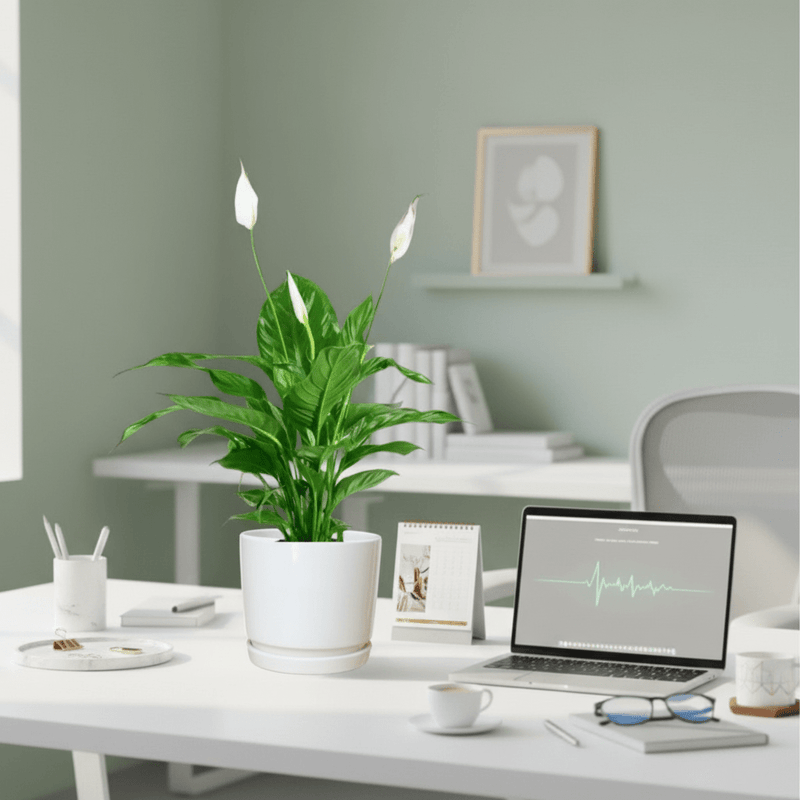 Peace Lily or Spathiphyllum or "زنبق السلام" - Greensouq - 