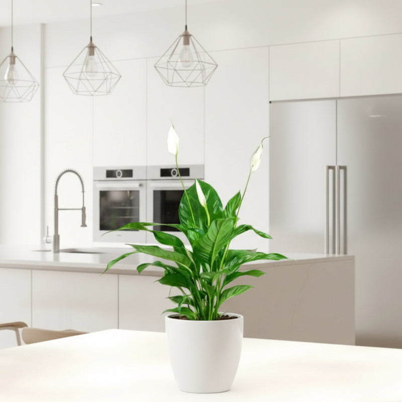 peace lily in kitchen Peace Lily - Spathiphyllum