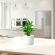 Peace Lily or Spathiphyllum or "زنبق السلام" - Greensouq - 